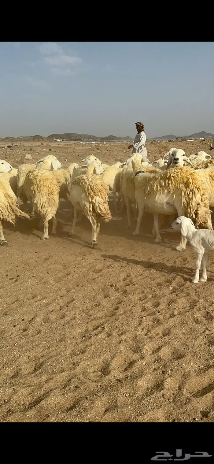 غنم حرية حرش صنف الصنف 2