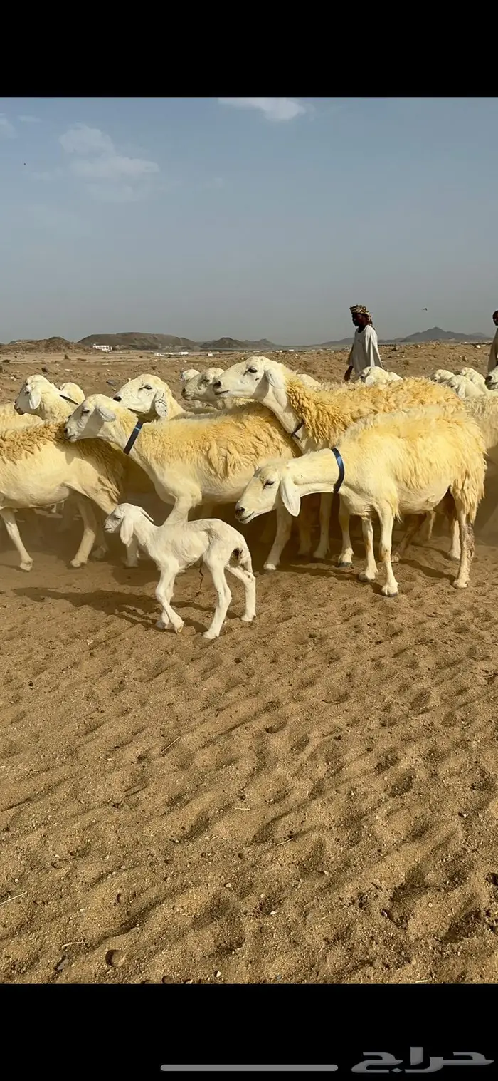 غنم حرية حرش صنف الصنف 3