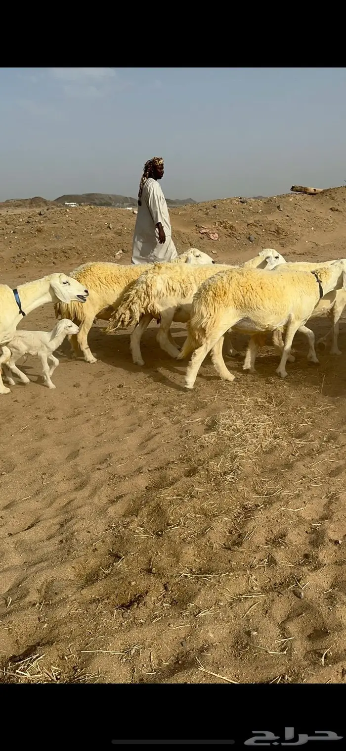 غنم حرية حرش صنف الصنف 4