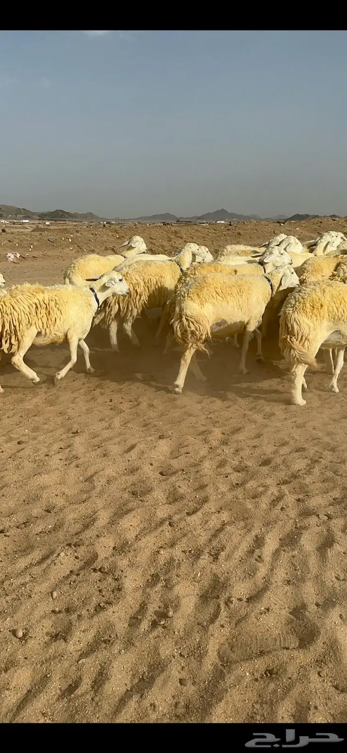 غنم حرية حرش صنف الصنف 5