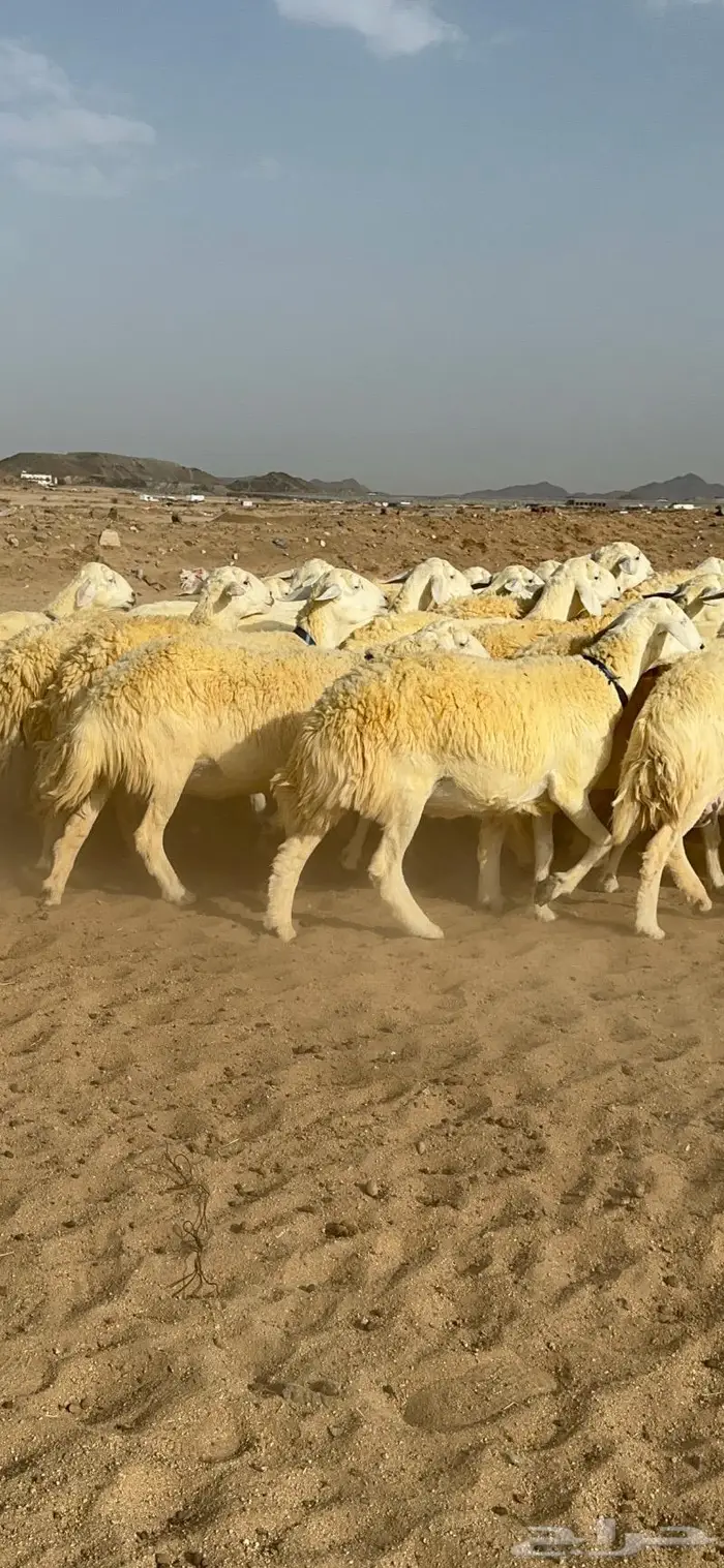 غنم حرية حرش صنف الصنف 6