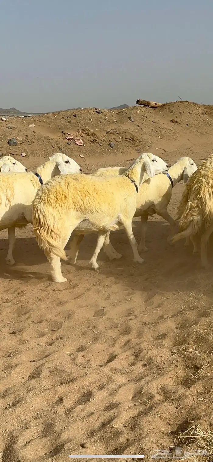 غنم حرية حرش صنف الصنف 7