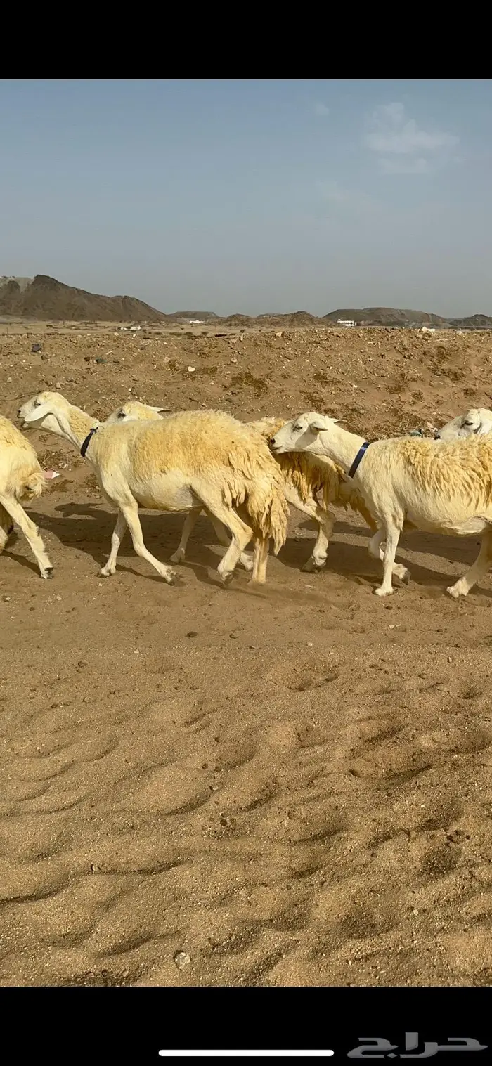 غنم حرية حرش صنف الصنف 10