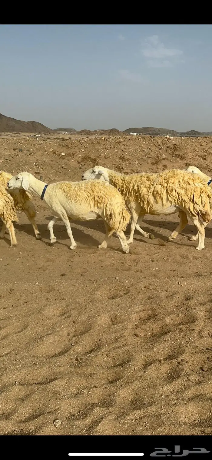 غنم حرية حرش صنف الصنف 11