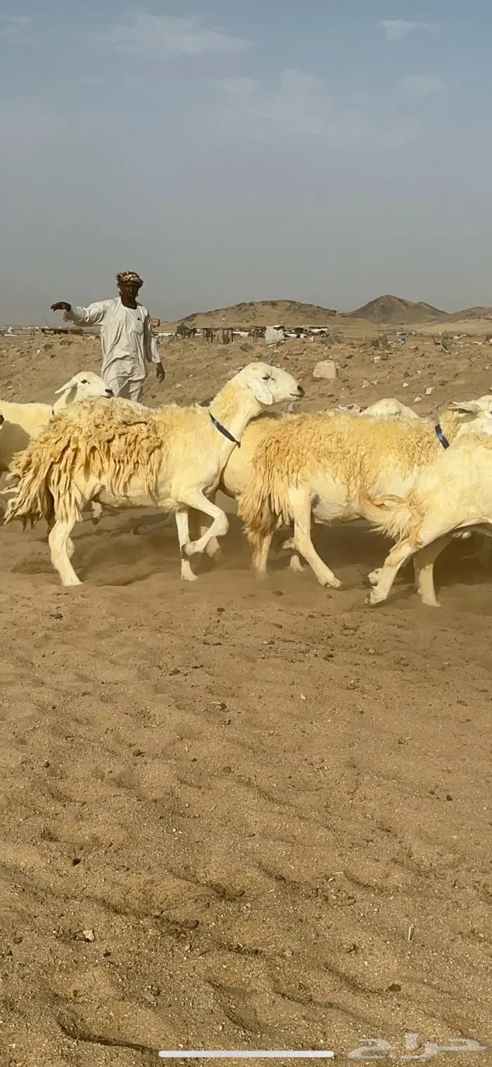 غنم حرية حرش صنف الصنف 12