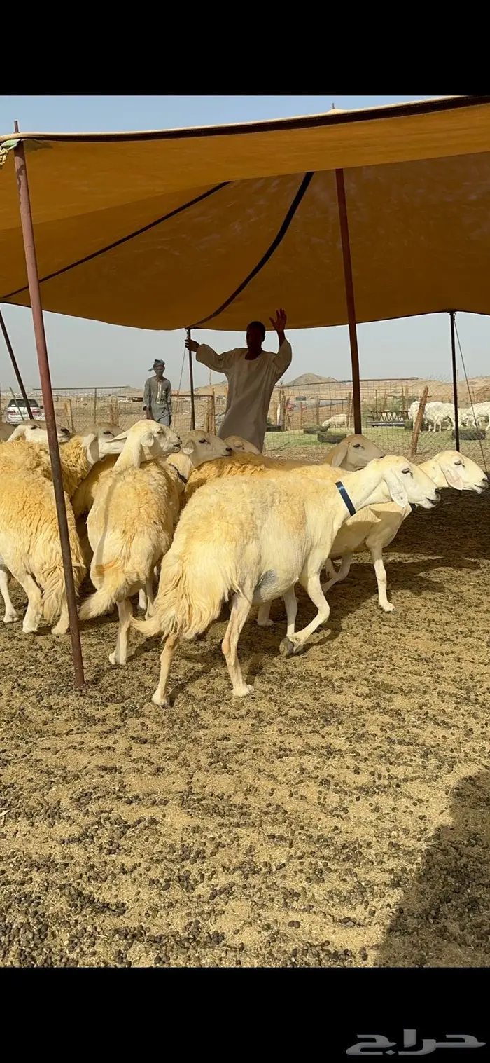 غنم حرية حرش صنف الصنف 13