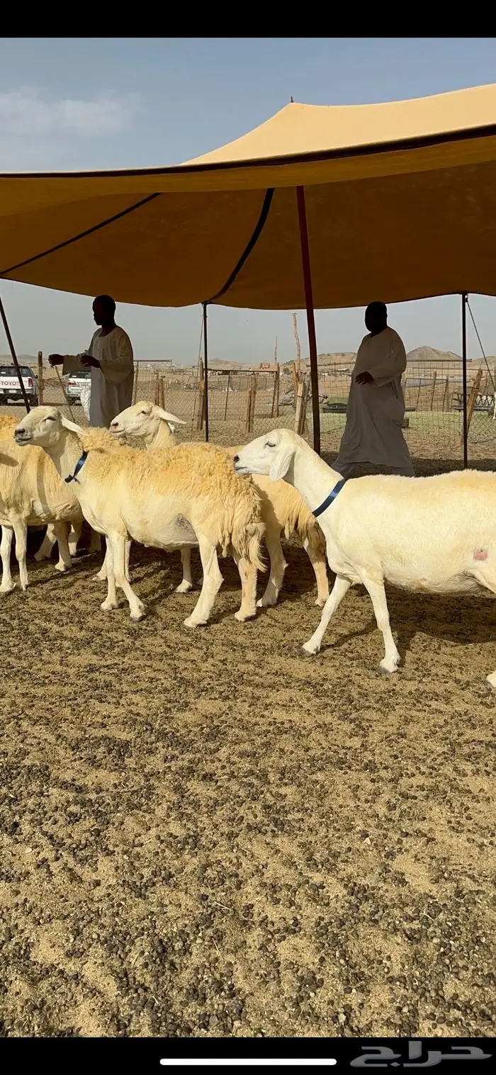 غنم حرية حرش صنف الصنف 14