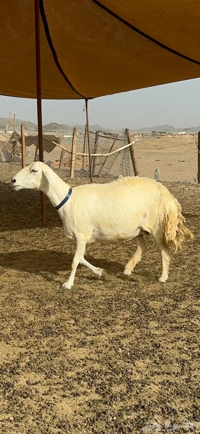 غنم حرية حرش صنف الصنف 16