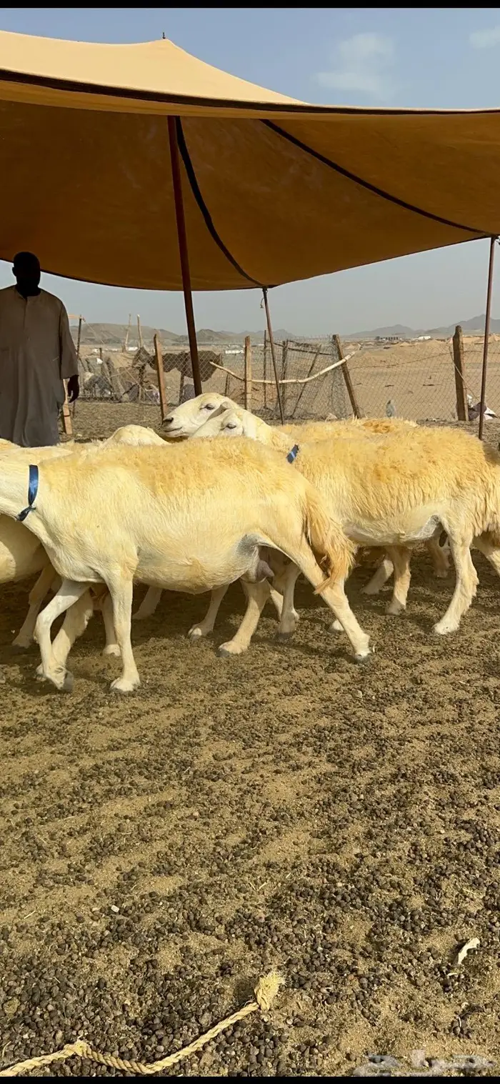 غنم حرية حرش صنف الصنف 15