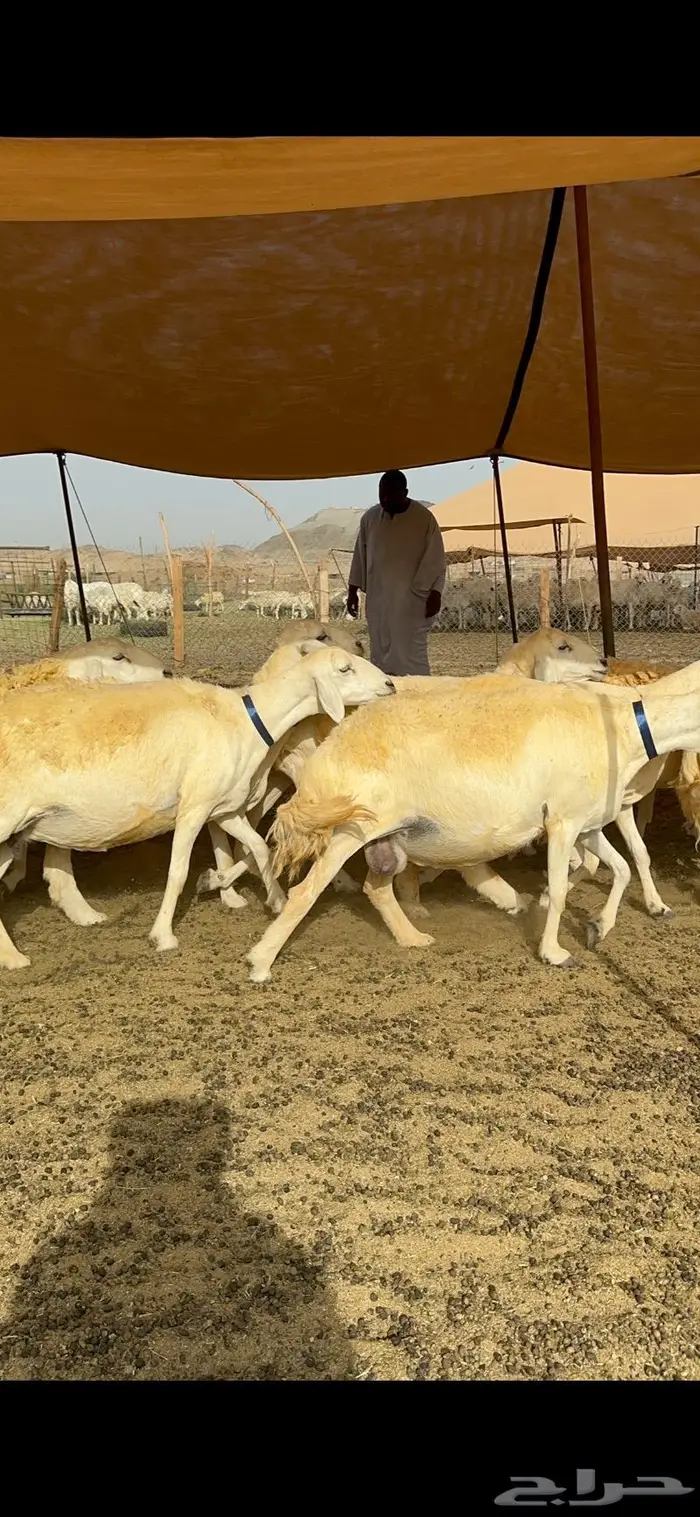 غنم حرية حرش صنف الصنف 18