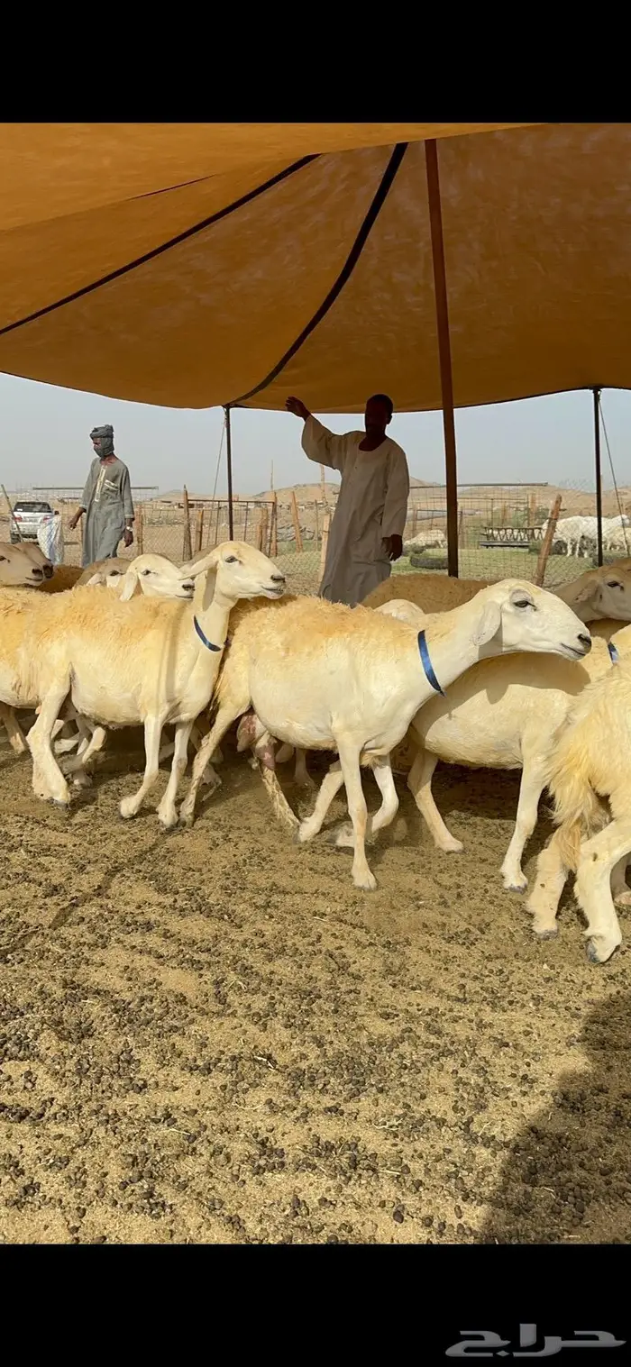 غنم حرية حرش صنف الصنف 19