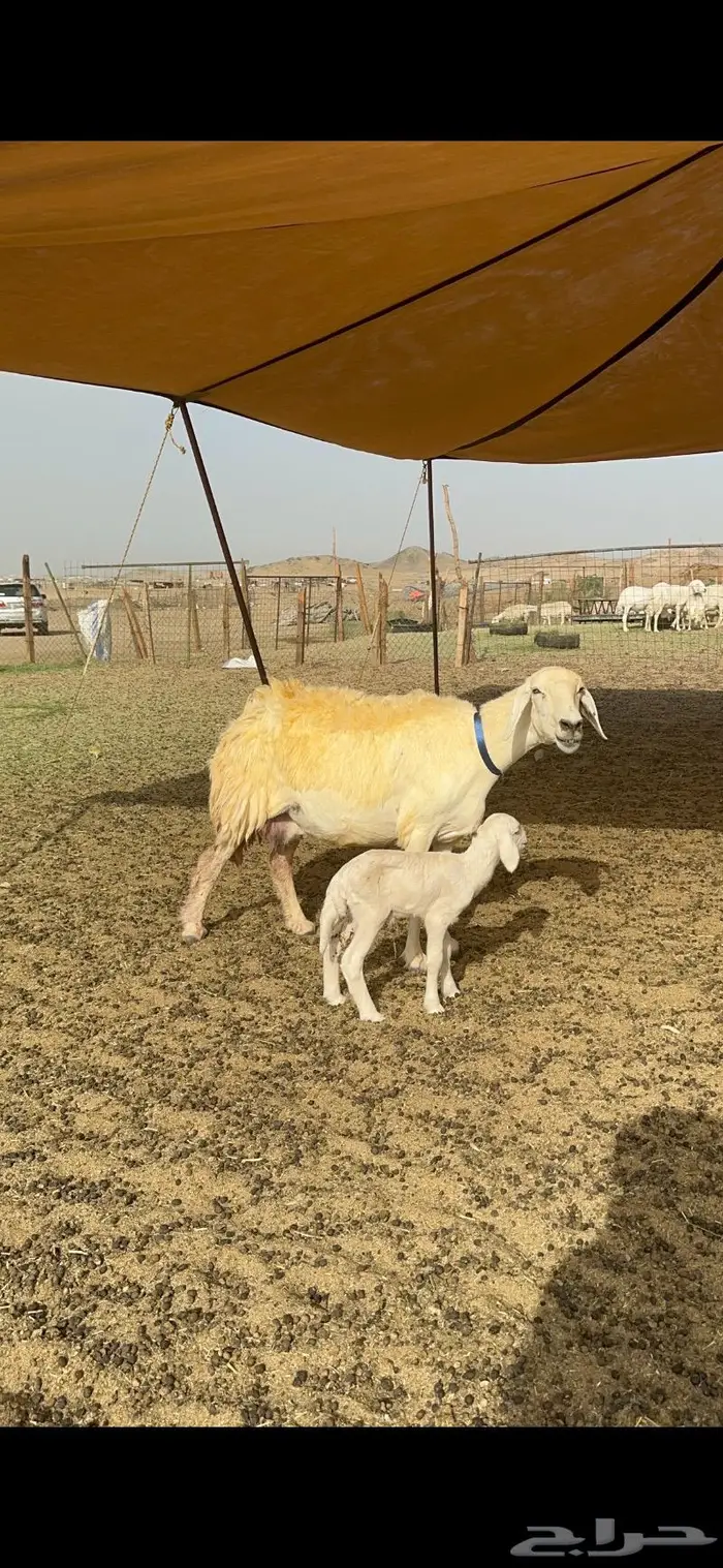 غنم حرية حرش صنف الصنف 20