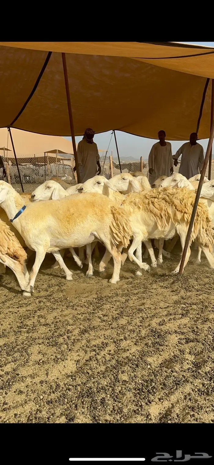 غنم حرية حرش صنف الصنف 21