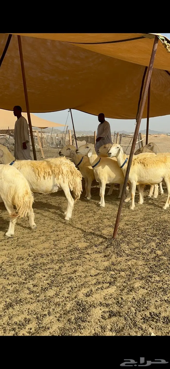 غنم حرية حرش صنف الصنف 22