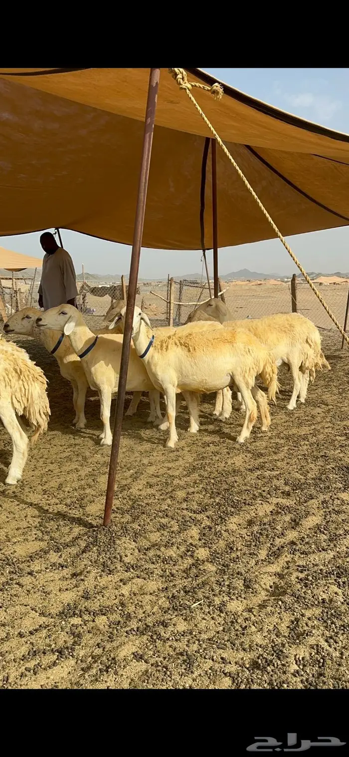 غنم حرية حرش صنف الصنف 23