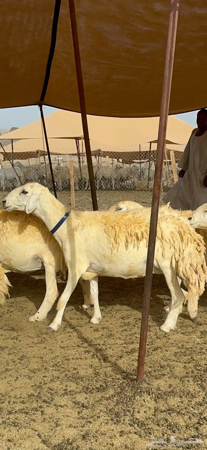 غنم حرية حرش صنف الصنف 24