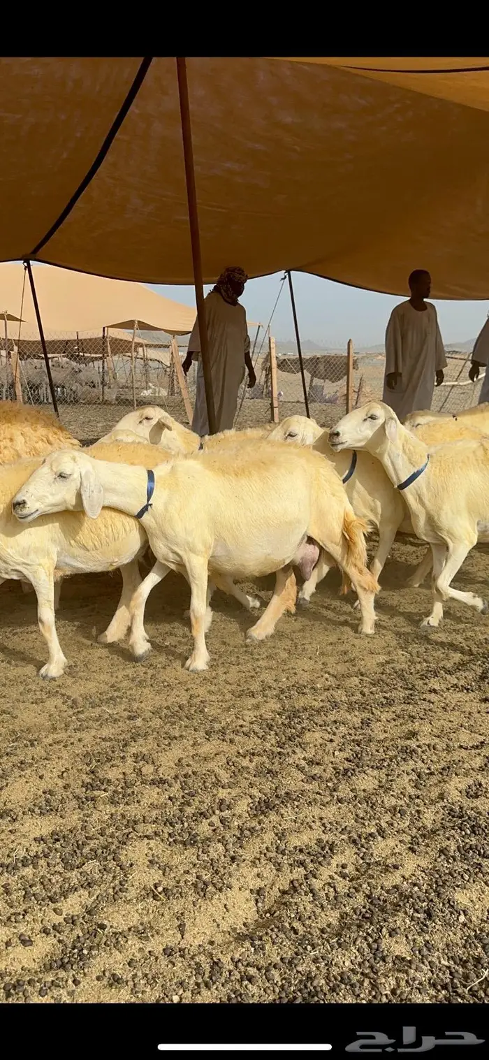 غنم حرية حرش صنف الصنف 25