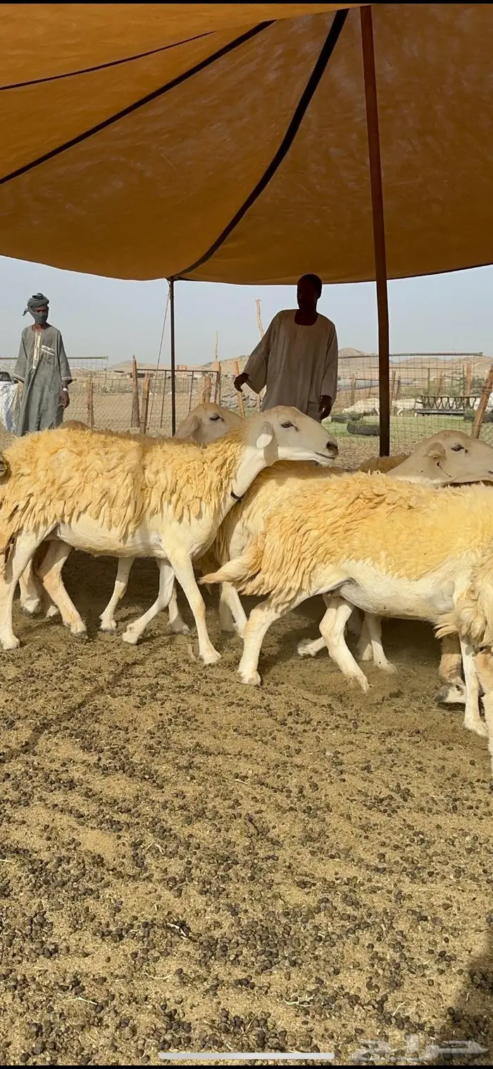 غنم حرية حرش صنف الصنف 26