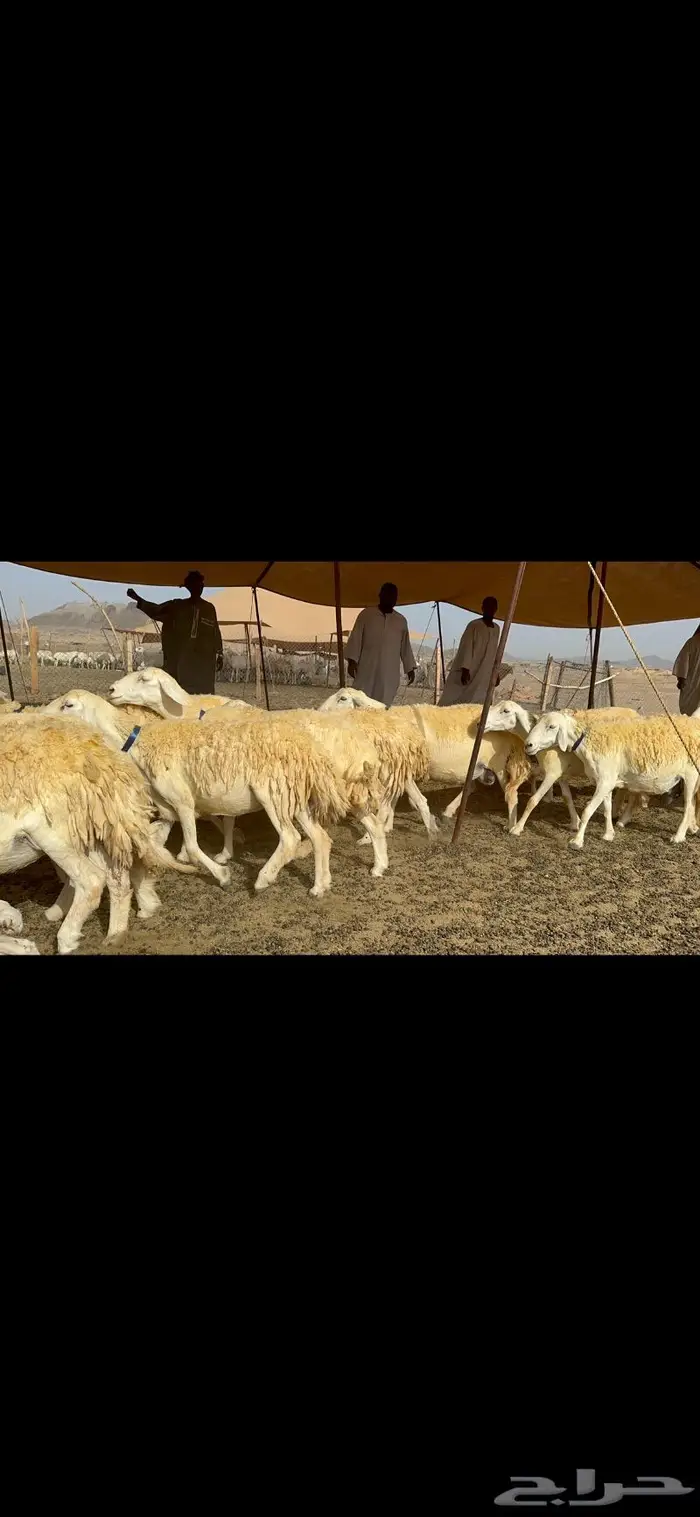 غنم حرية حرش صنف الصنف 27