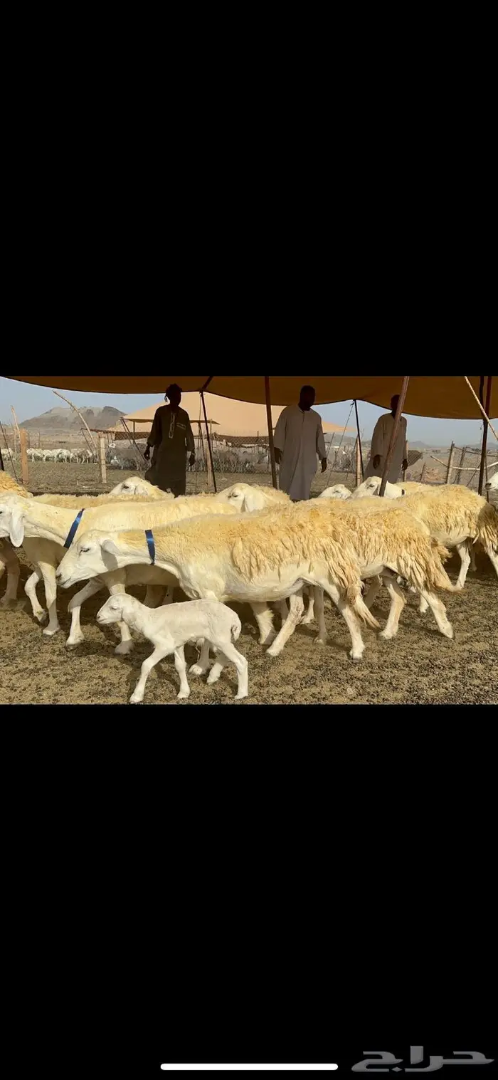 غنم حرية حرش صنف الصنف 28