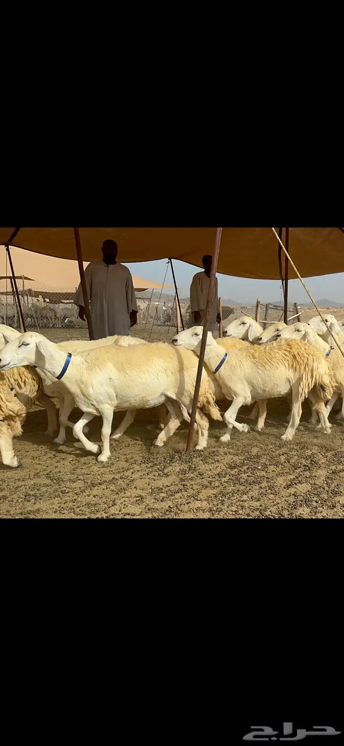 غنم حرية حرش صنف الصنف 29