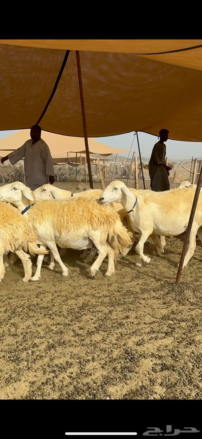 غنم حرية حرش صنف الصنف 31