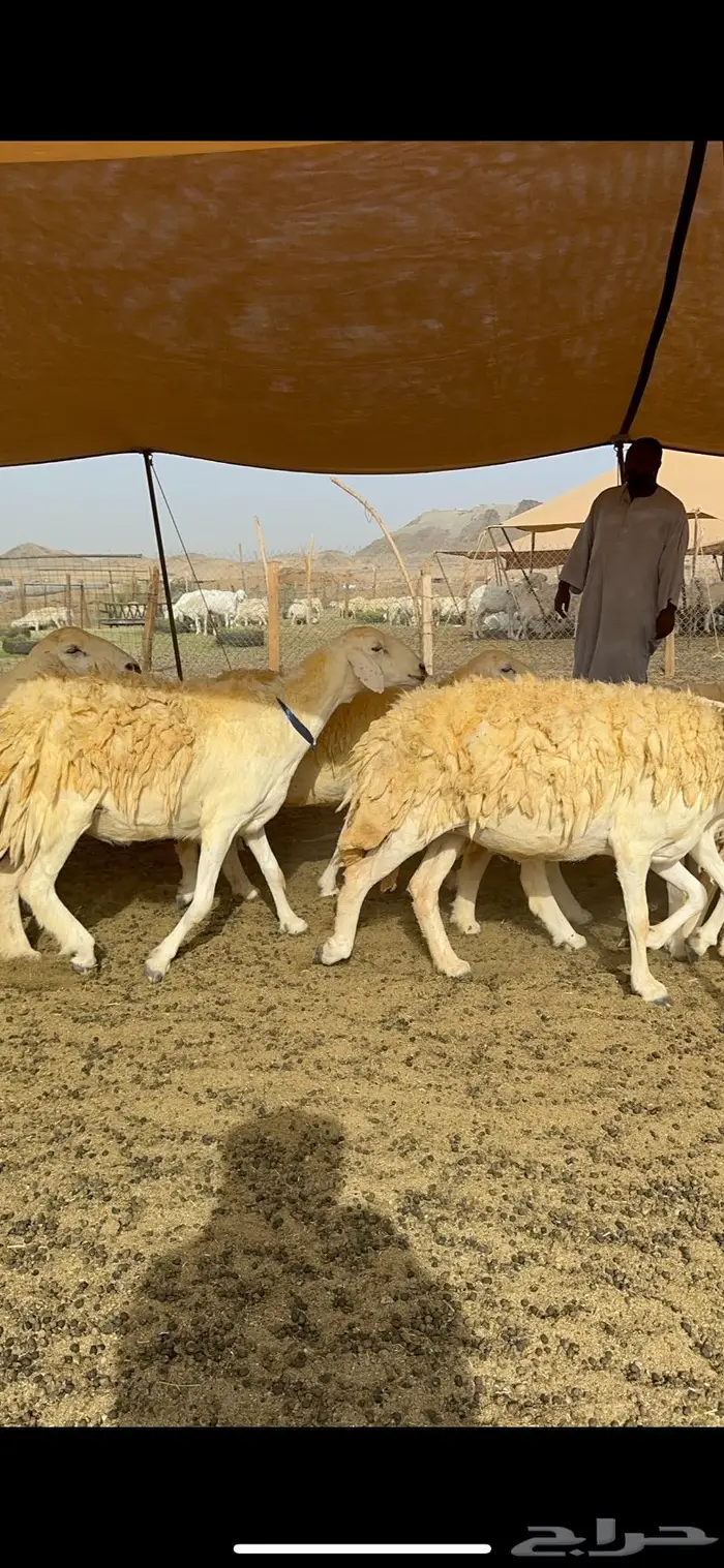 غنم حرية حرش صنف الصنف 32