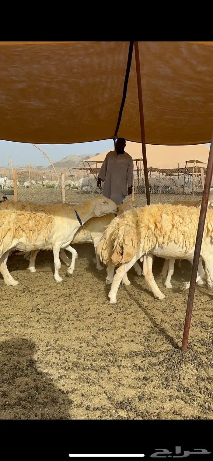 غنم حرية حرش صنف الصنف 30