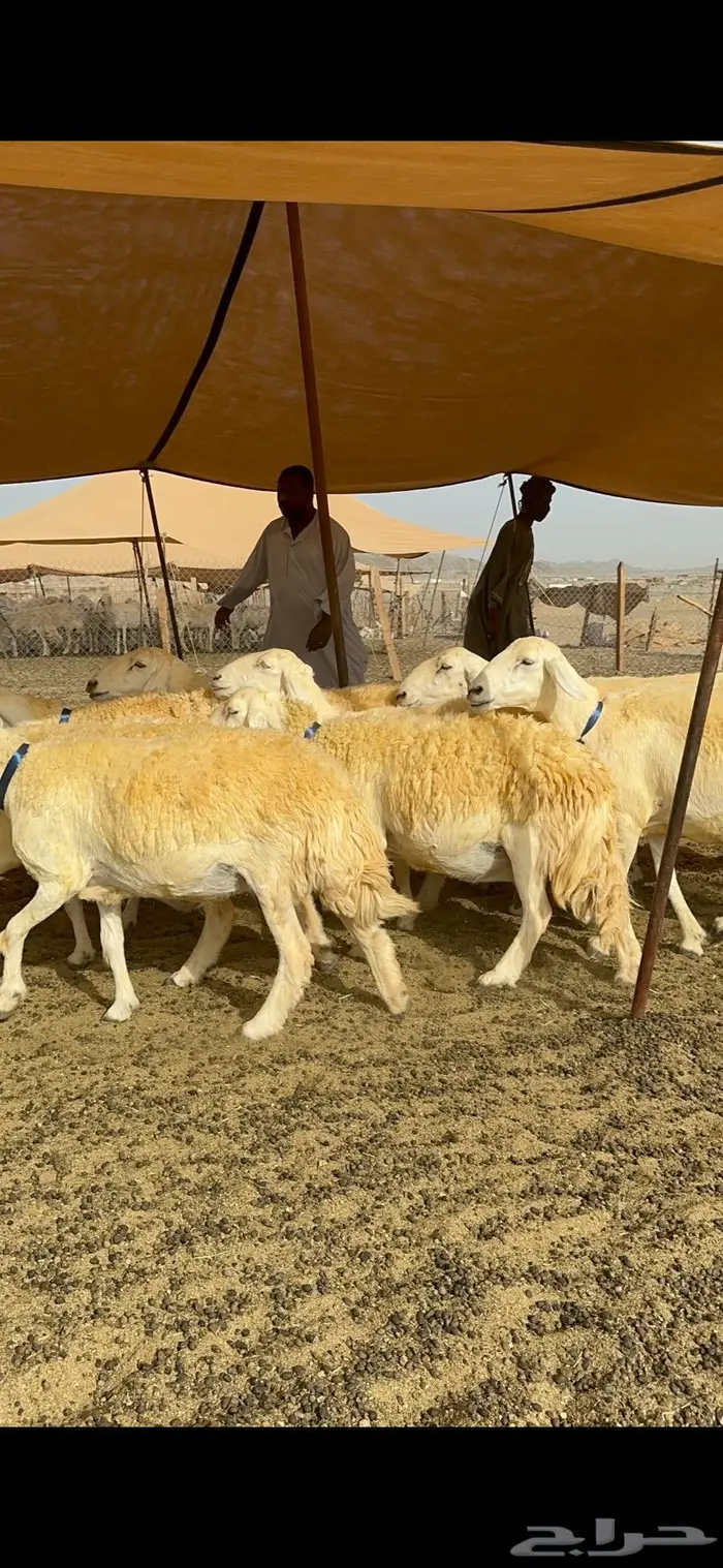 غنم حرية حرش صنف الصنف 33