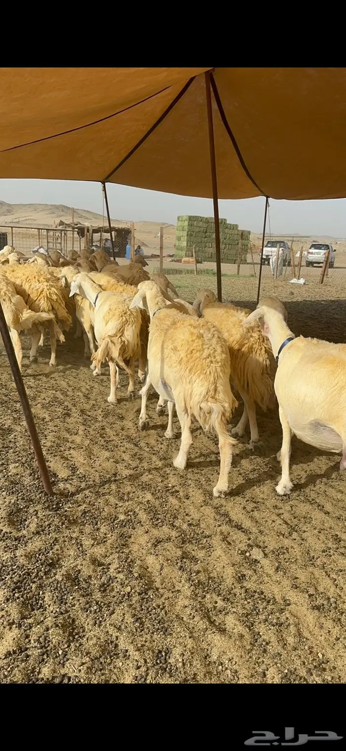 غنم حرية حرش صنف الصنف 34