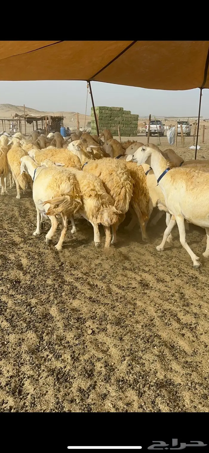 غنم حرية حرش صنف الصنف 35