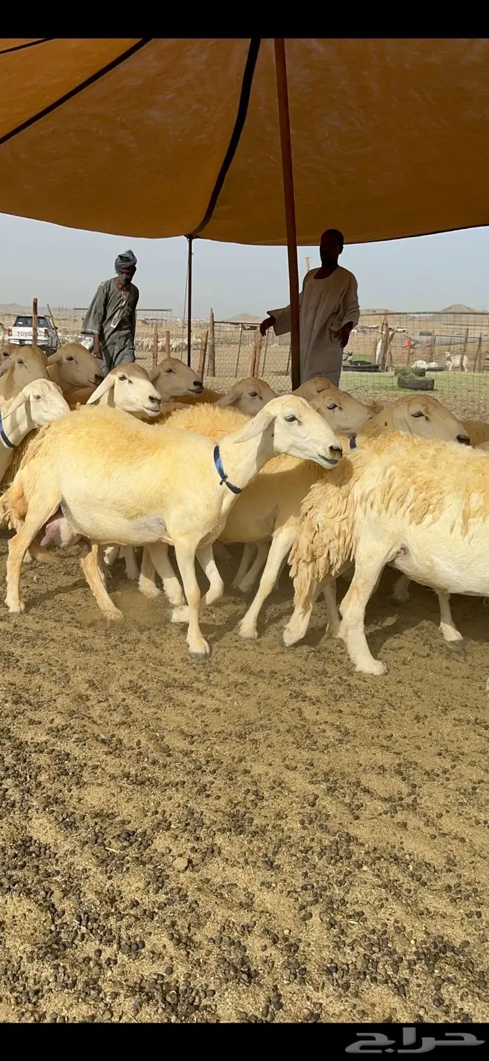 غنم حرية حرش صنف الصنف 36