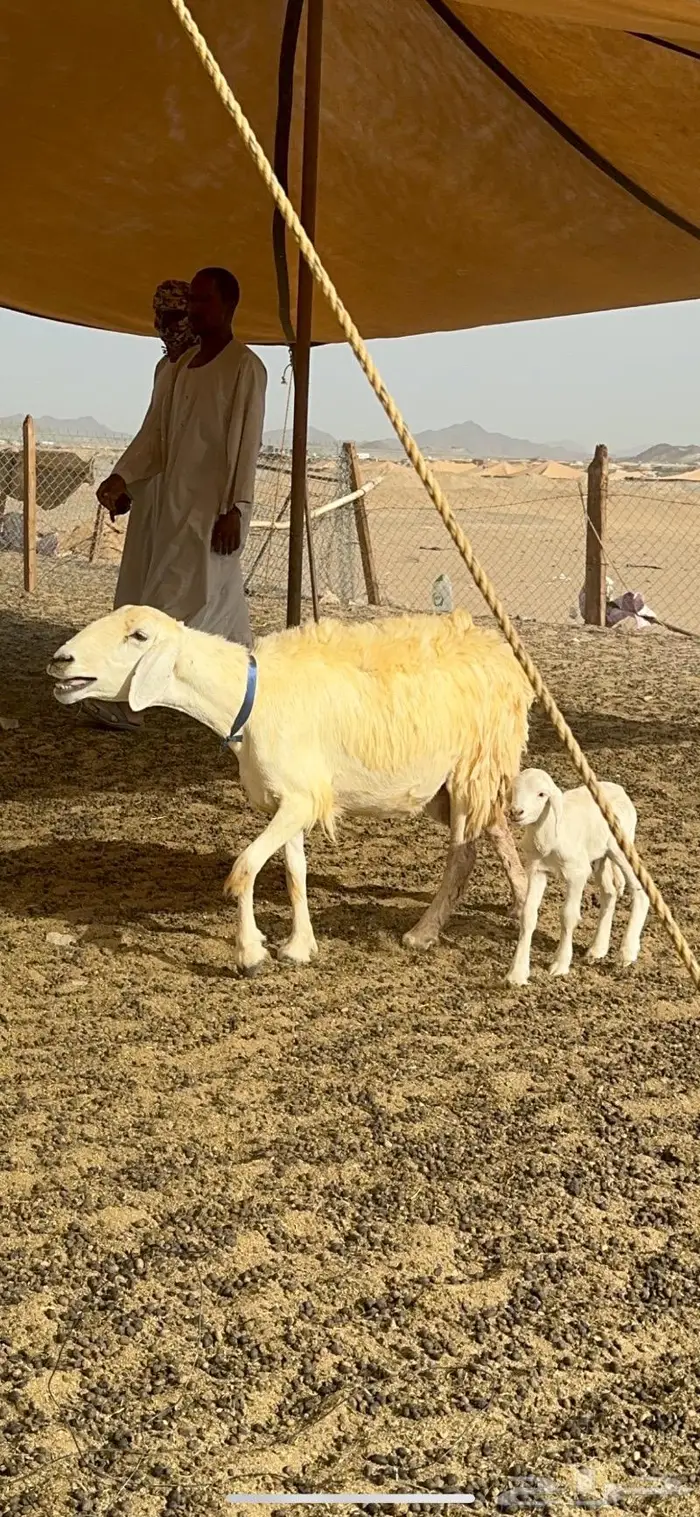 غنم حرية حرش صنف الصنف 37