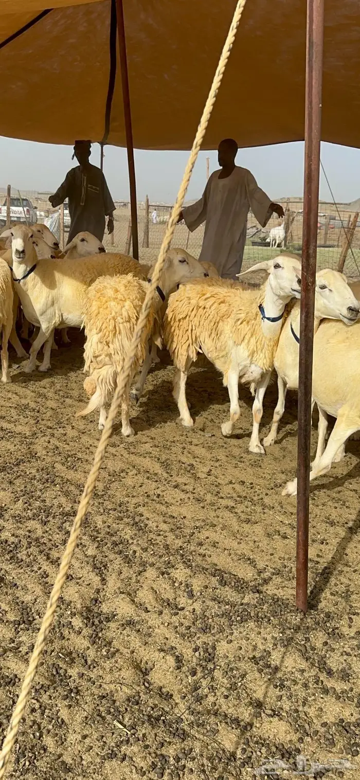 غنم حرية حرش صنف الصنف 38