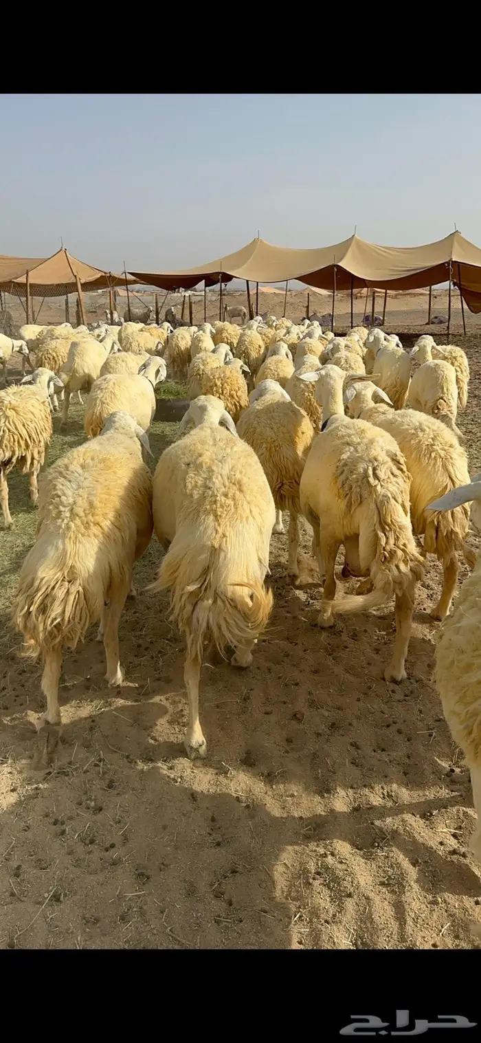 غنم حرية حرش صنف الصنف 39