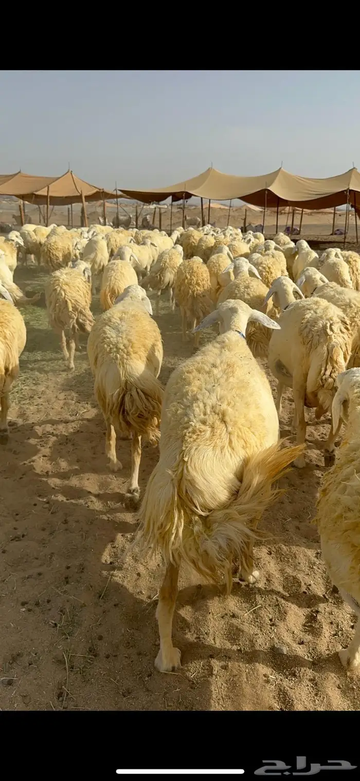 غنم حرية حرش صنف الصنف 40