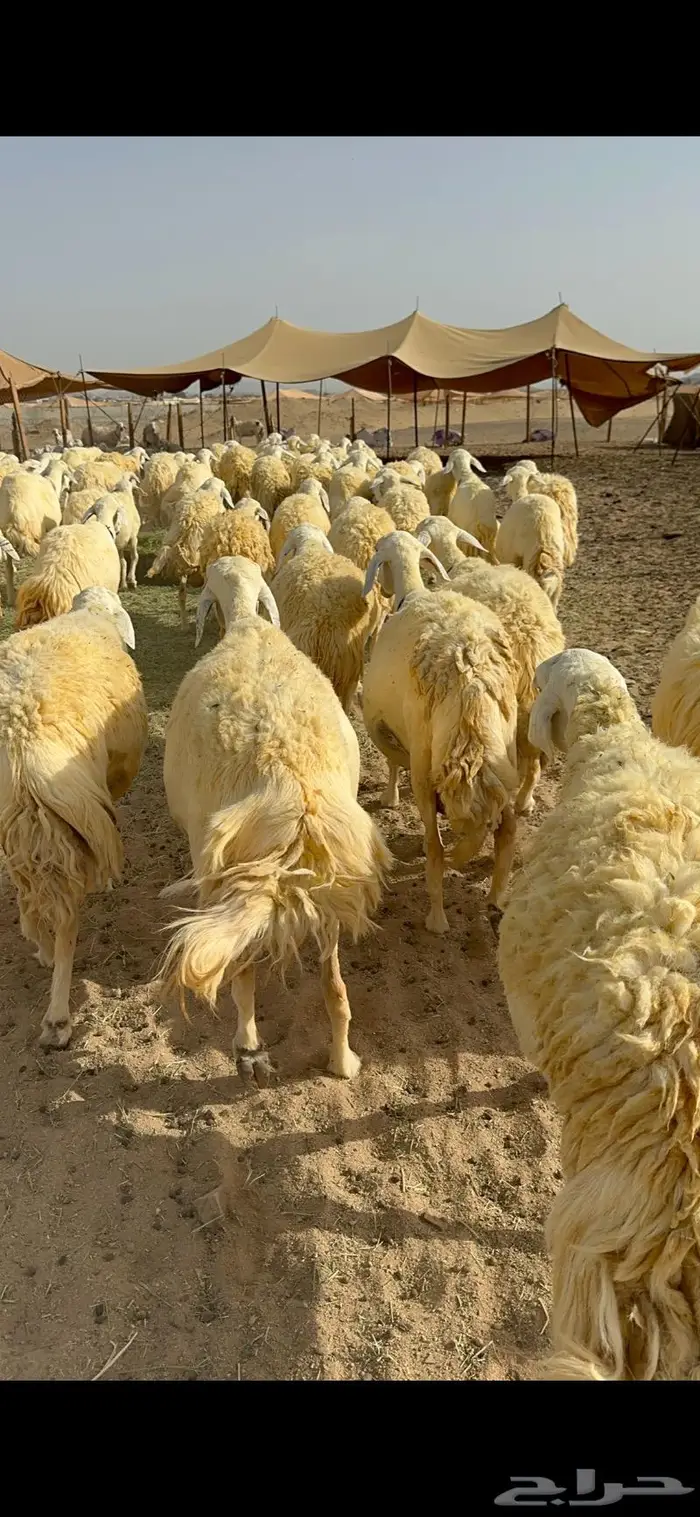 غنم حرية حرش صنف الصنف 41