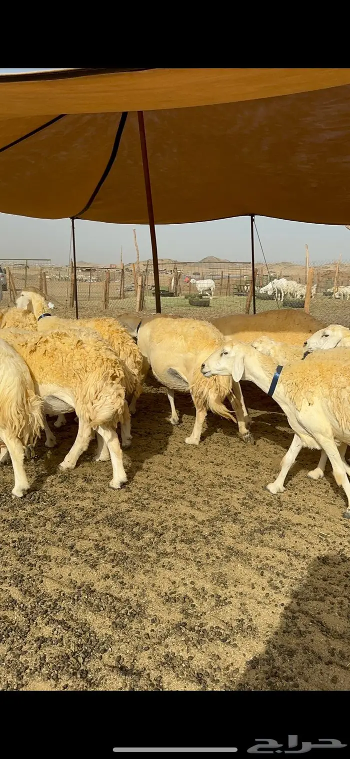 غنم حرية حرش صنف الصنف 42