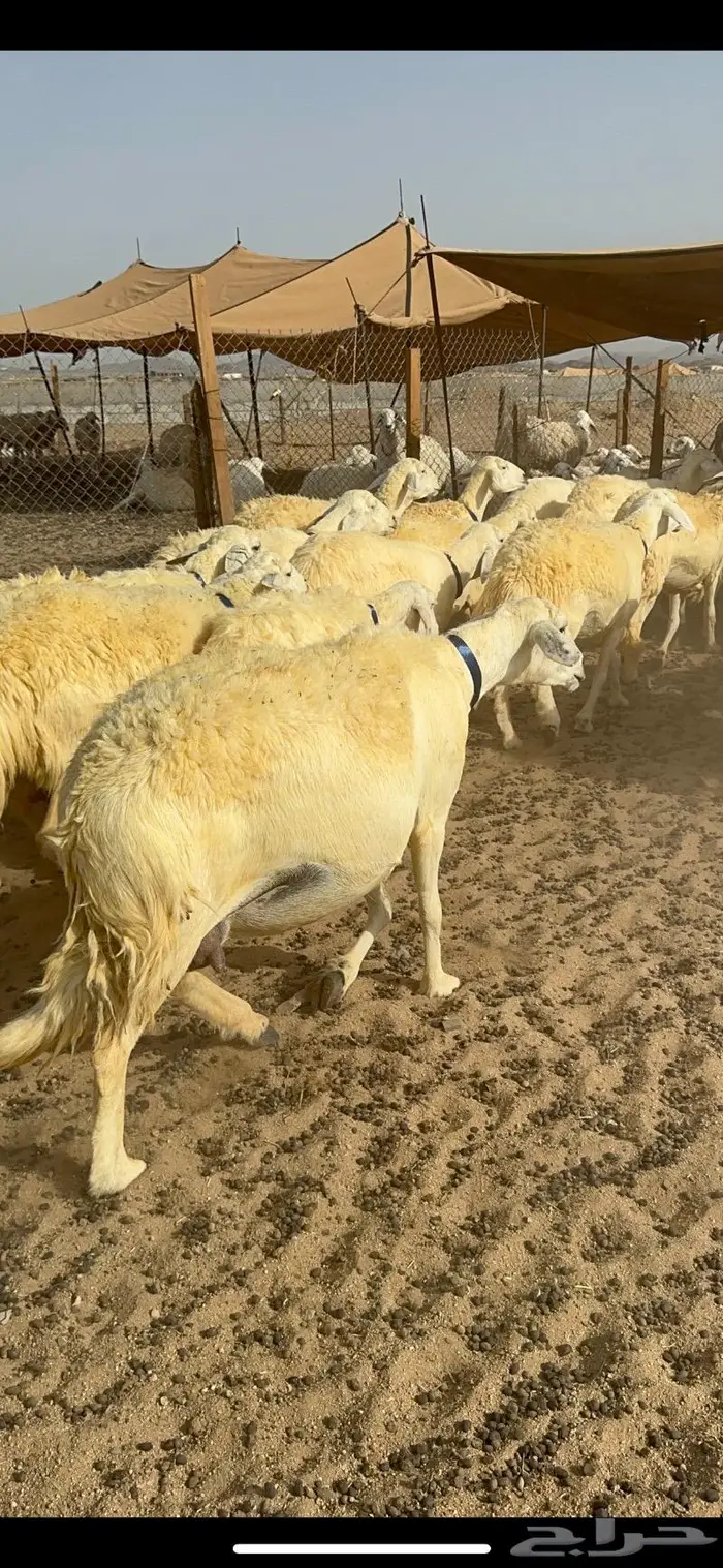 غنم حرية حرش صنف الصنف 44