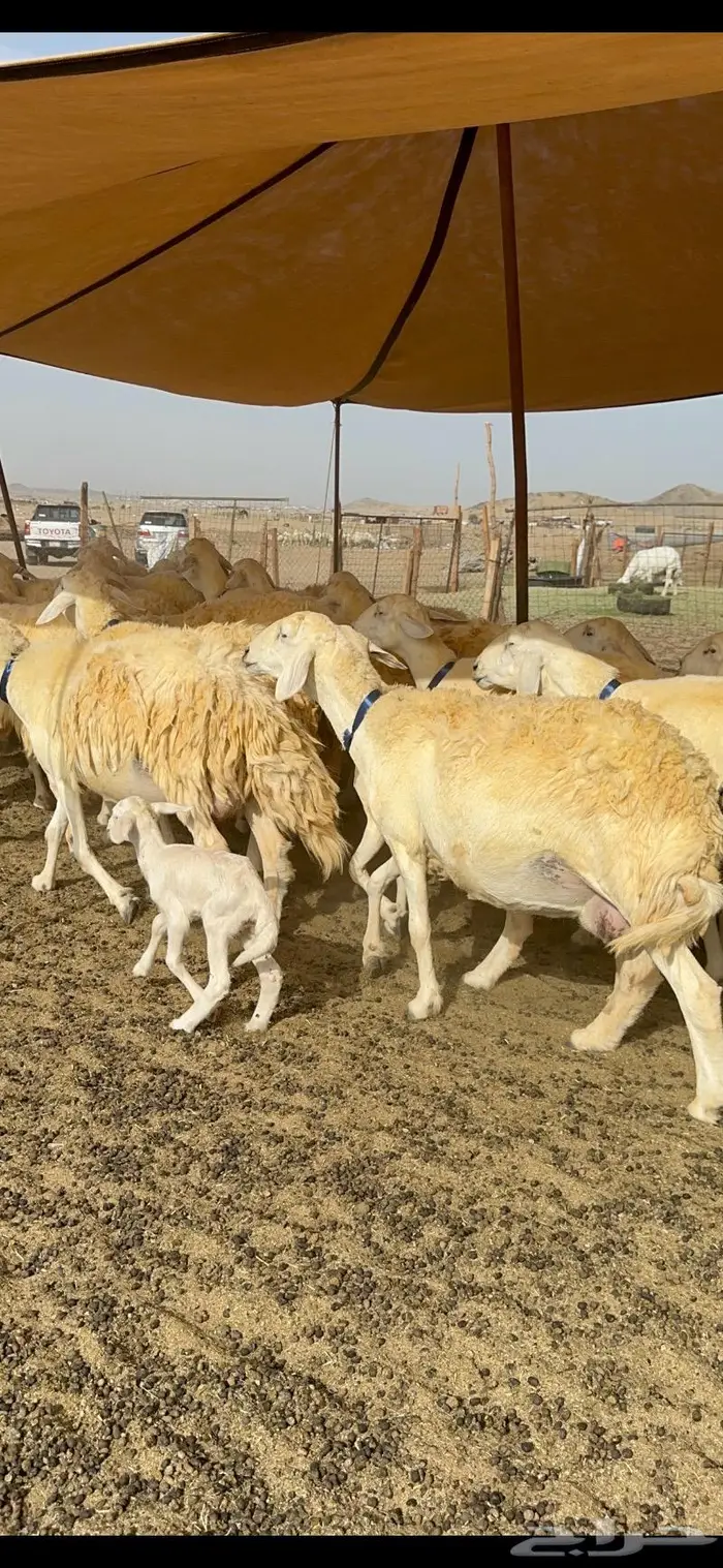 غنم حرية حرش صنف الصنف 45