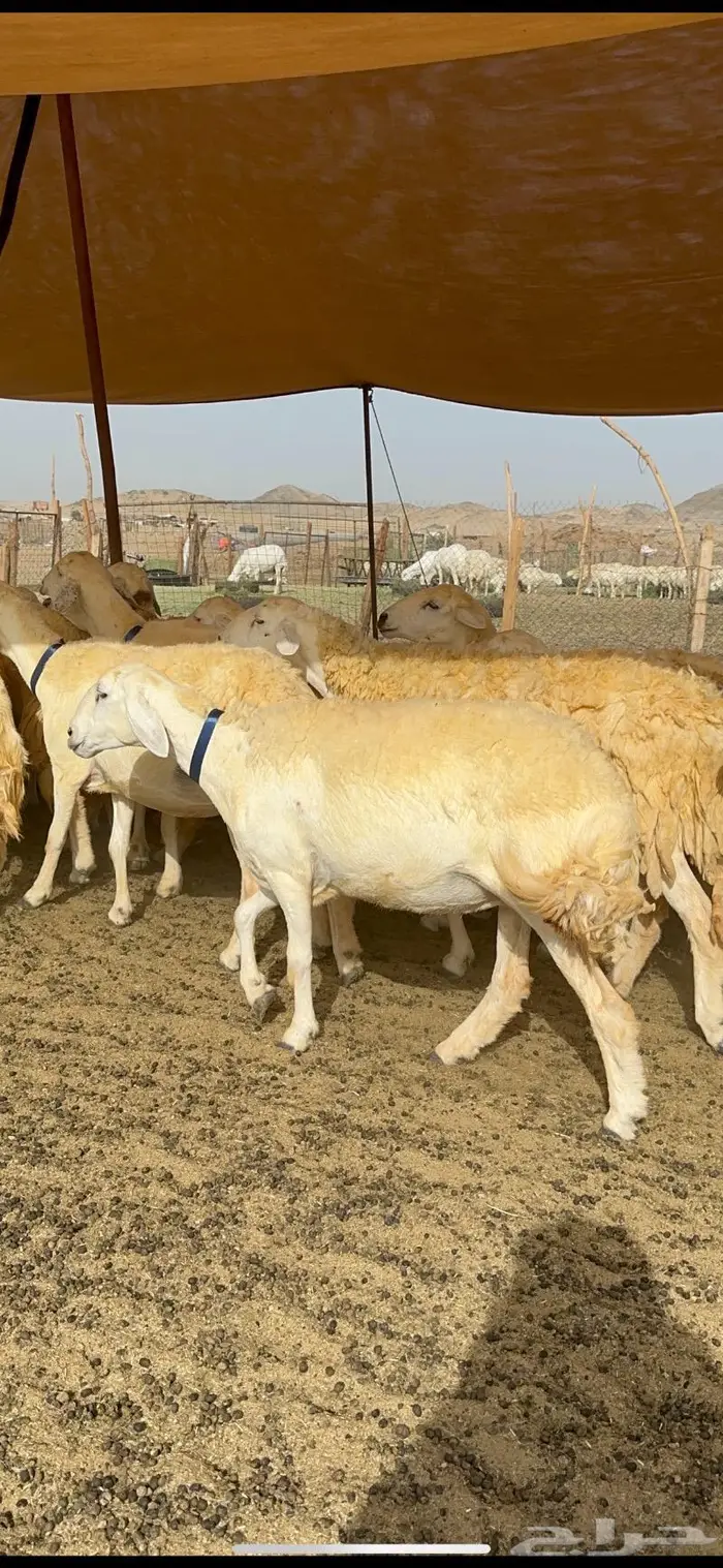 غنم حرية حرش صنف الصنف 46