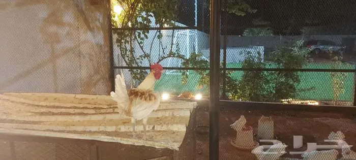 ديوك بلدي 2