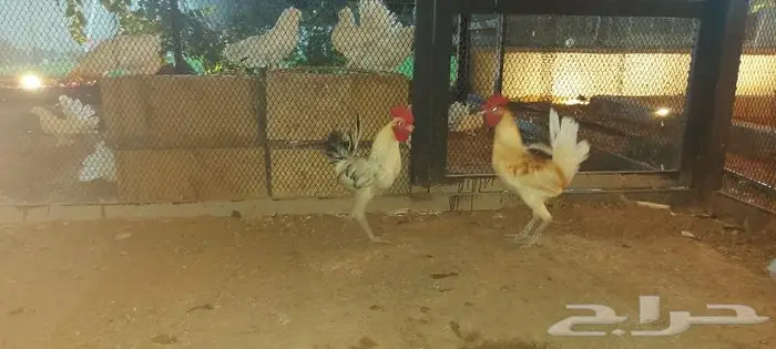 ديوك بلدي 6