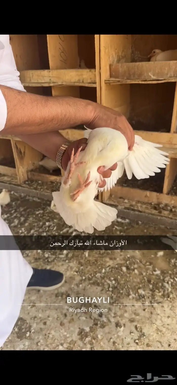 حمام فرنسي مع سلفر مشروع 16