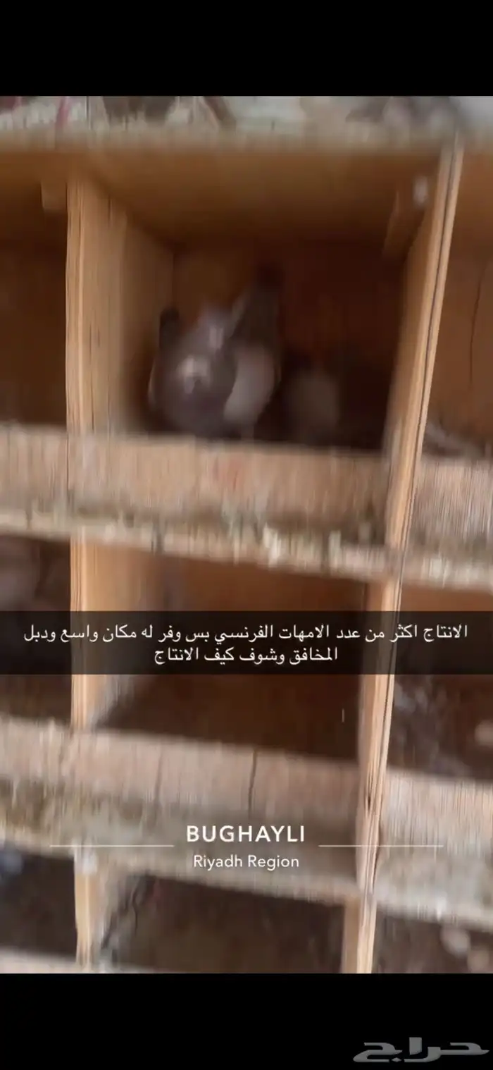 حمام فرنسي مع سلفر مشروع 4