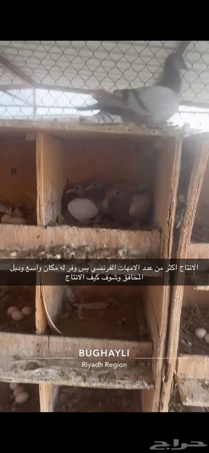 حمام فرنسي مع سلفر مشروع 3