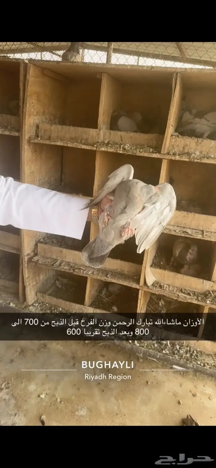 حمام فرنسي مع سلفر مشروع 6