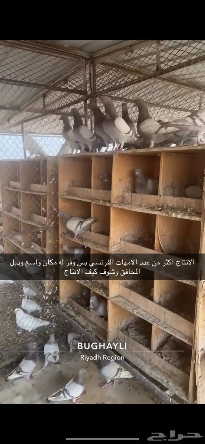 حمام فرنسي مع سلفر مشروع 0