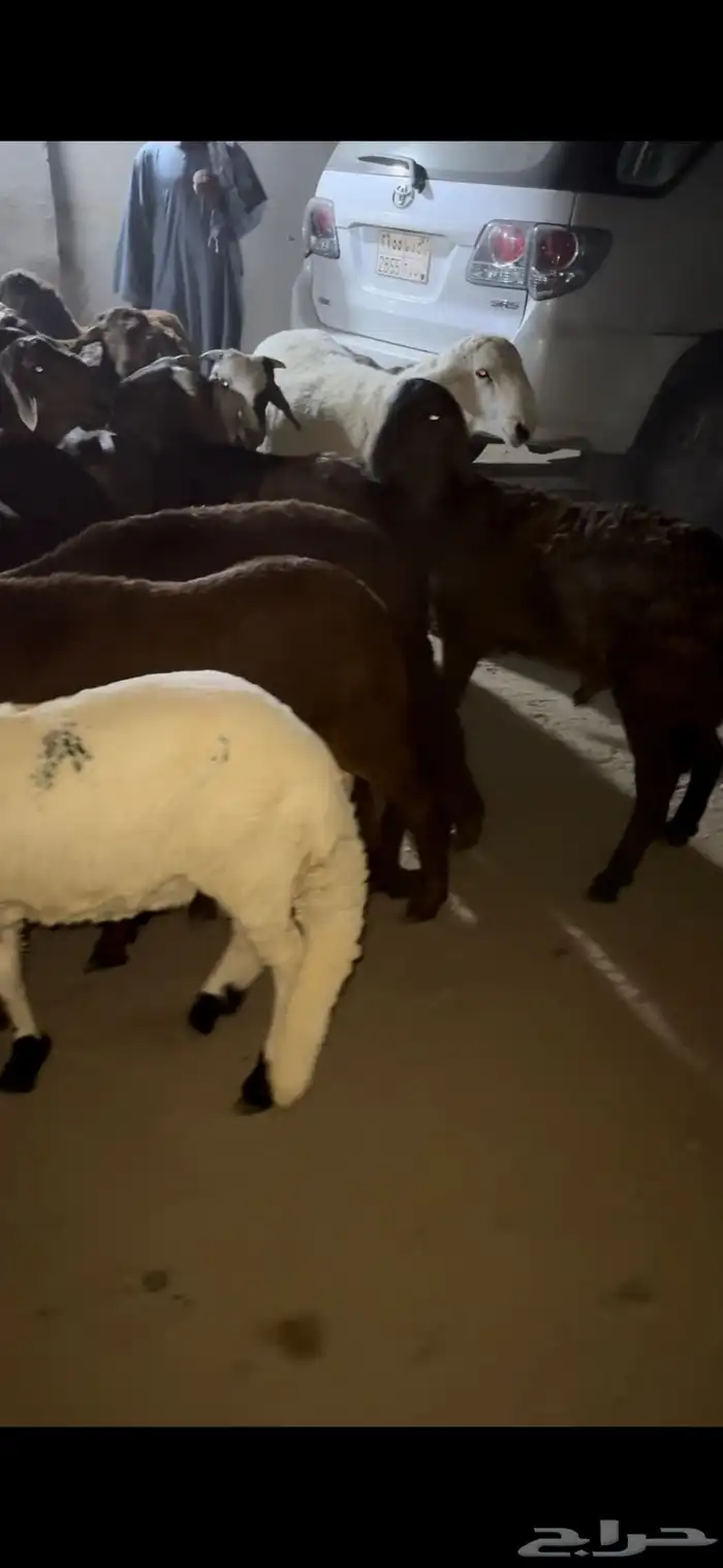 ذبايح فواخر طايفي ونشرط اللحم 3