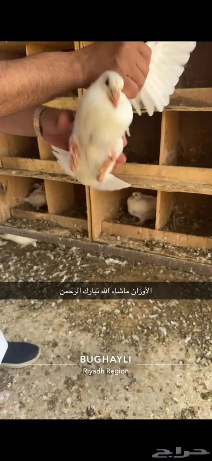 حمام فرنسي مع سلفر مشروع 14